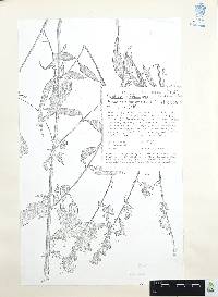 Cuphea hookeriana image