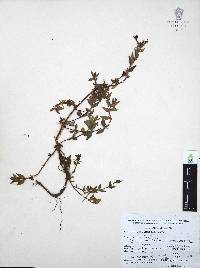 Cuphea aequipetala image