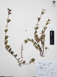 Cuphea aequipetala image