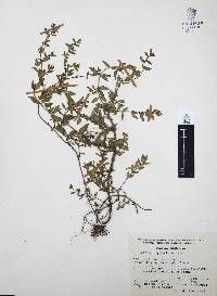Cuphea aequipetala image