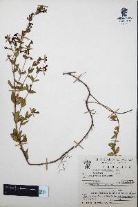 Cuphea aequipetala image