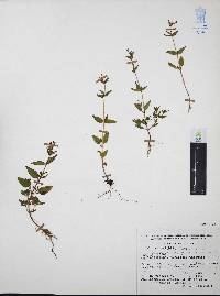 Cuphea wrightii image