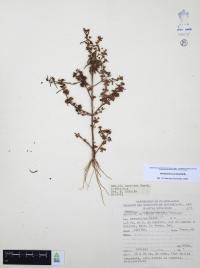 Ammannia coccinea image