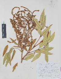Decatropis bicolor image