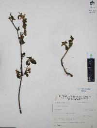 Ruellia pilosa image