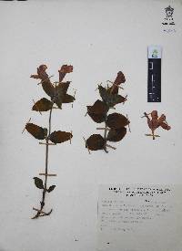 Ruellia pilosa image