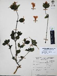 Ruellia pilosa image