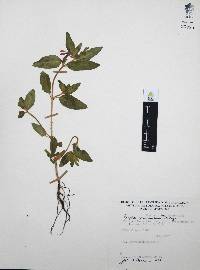 Cuphea procumbens image