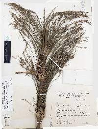 Chusquea circinata image
