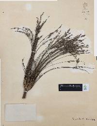 Chusquea circinata image