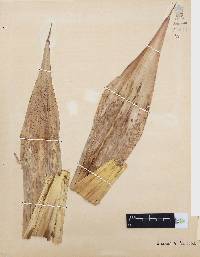 Chusquea circinata image