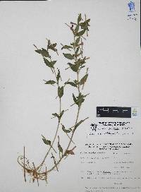 Cuphea humifusa image