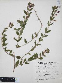 Cuphea humifusa image