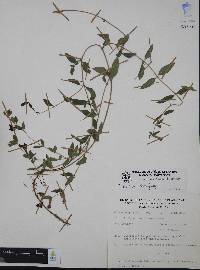 Cuphea humifusa image