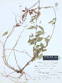 Cuphea hookeriana image