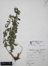 Cuphea humifusa image