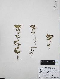 Cuphea aequipetala image