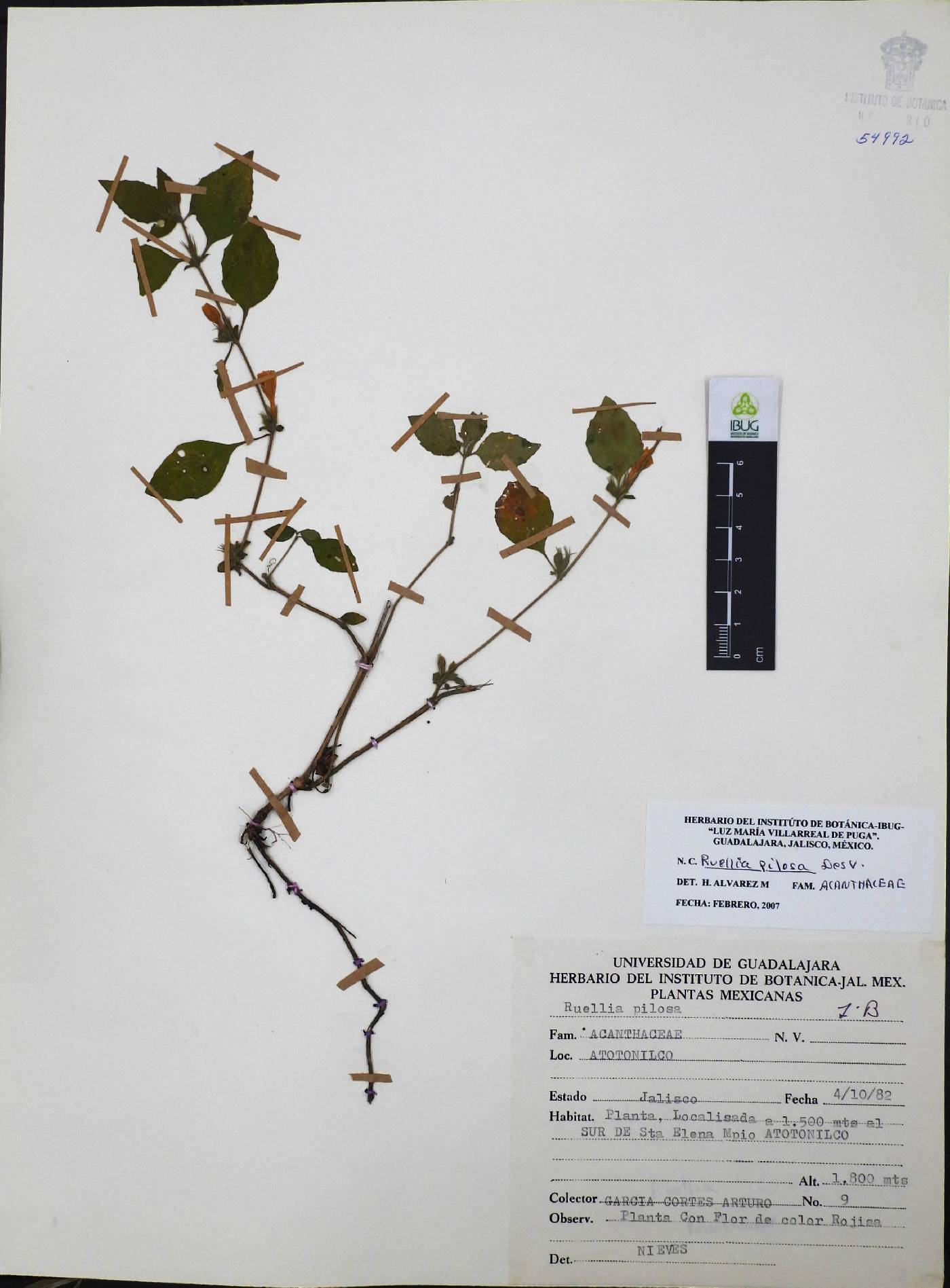 Ruellia pilosa image