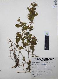 Ruellia pilosa image