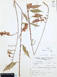 Cuphea hookeriana image
