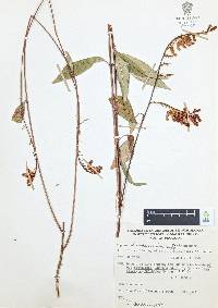 Cuphea hookeriana image