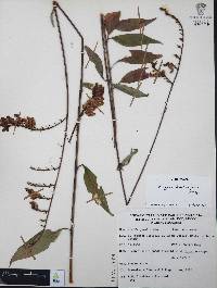 Cuphea hookeriana image