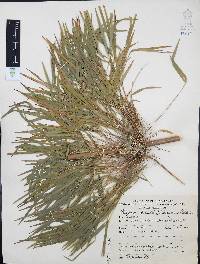 Chusquea circinata image