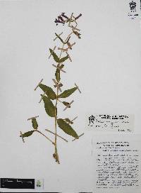 Cuphea procumbens image