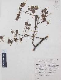 Zanthoxylum fagara image