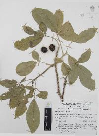 Casimiroa edulis image