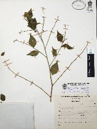 Phyllanthus acuminatus image