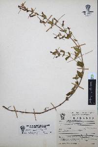 Cuphea aequipetala image