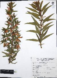 Cuphea micropetala image