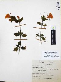 Ruellia pilosa image