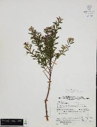 Cuphea hyssopifolia image