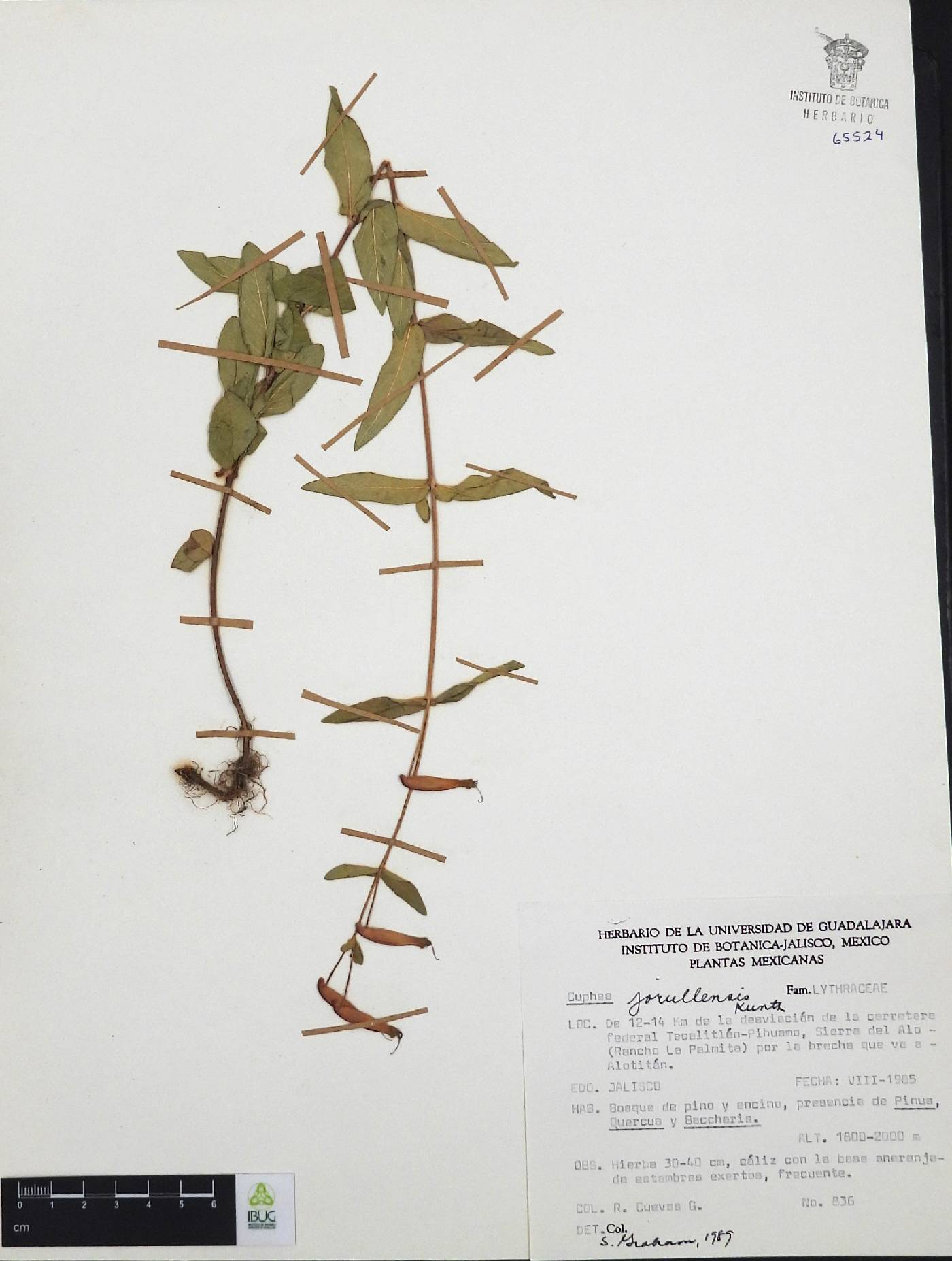 Cuphea jorullensis image