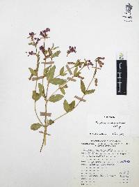 Cuphea procumbens image