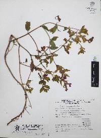 Cuphea procumbens image