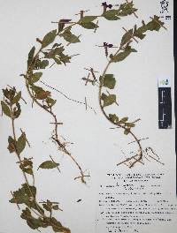 Cuphea humifusa image