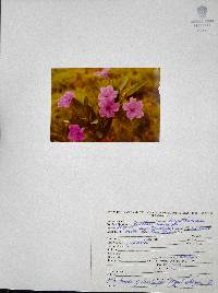 Ruellia macrantha image