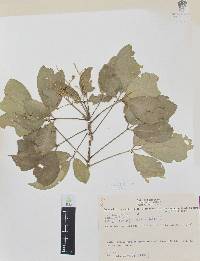 Esenbeckia berlandieri image