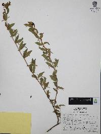 Cuphea aequipetala image