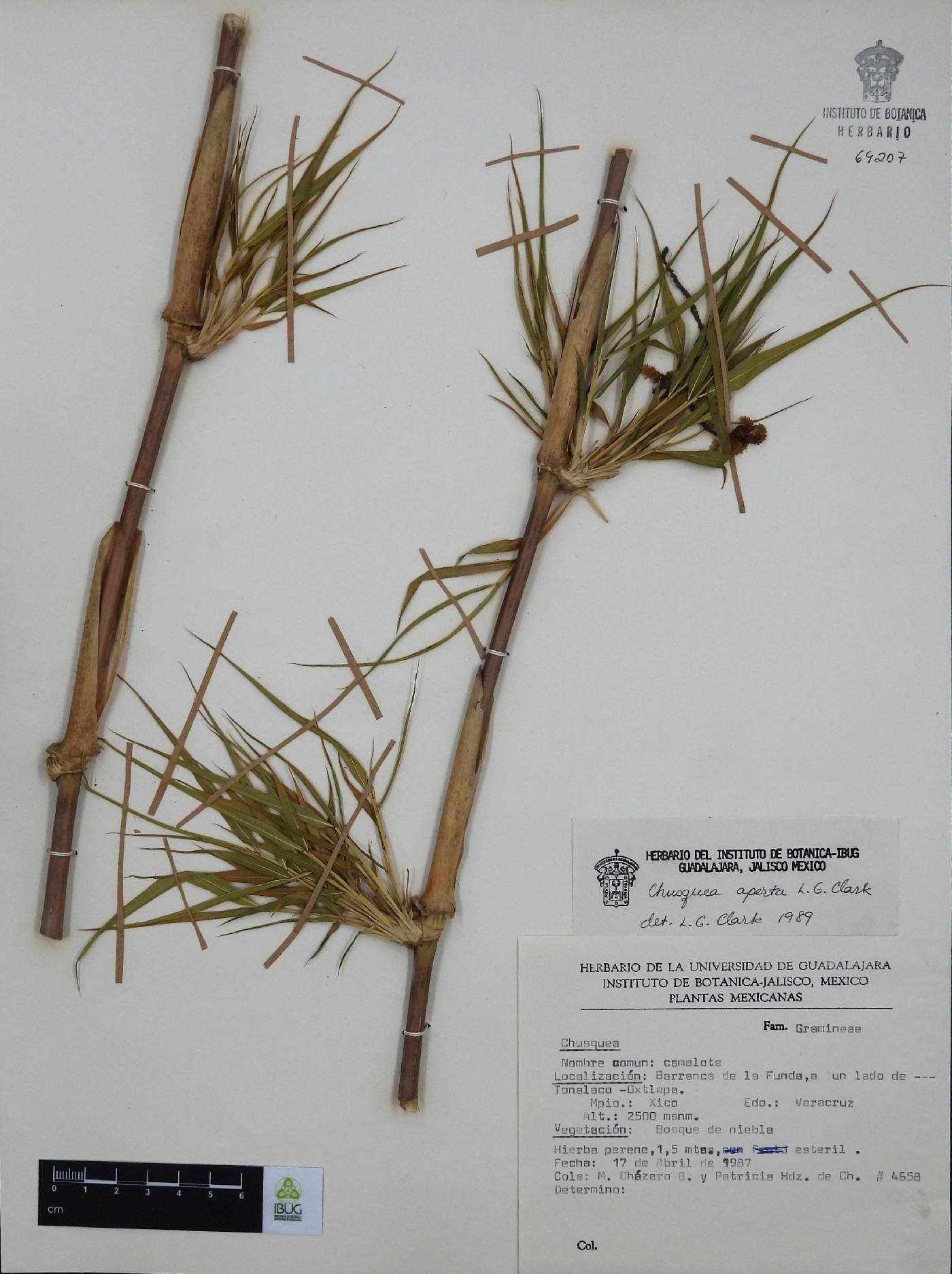 Chusquea aperta image