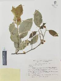 Citrus sinensis image