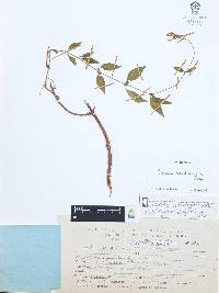 Cuphea hookeriana image