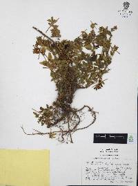 Cuphea aequipetala image