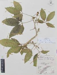 Casimiroa tetrameria image