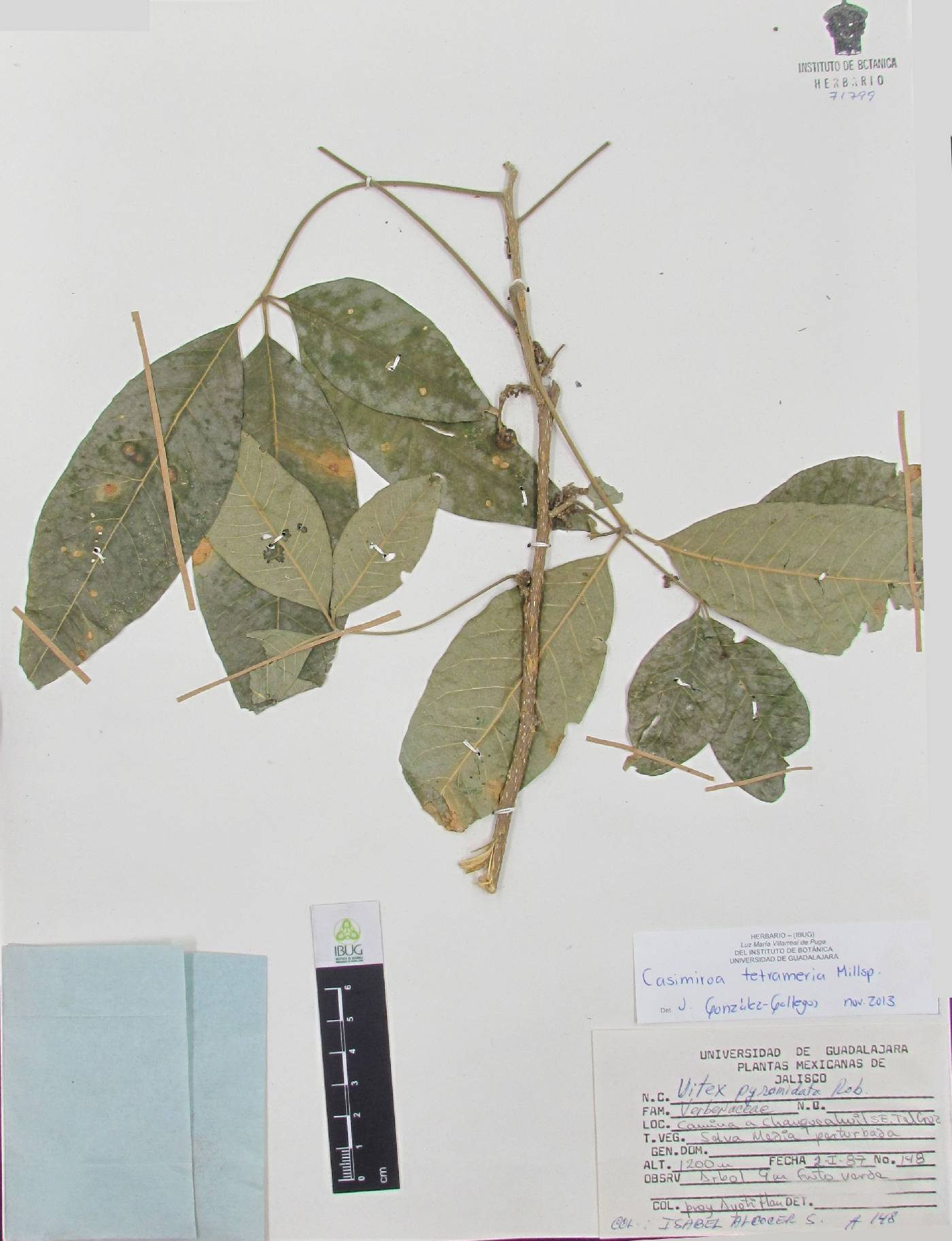 Casimiroa tetrameria image