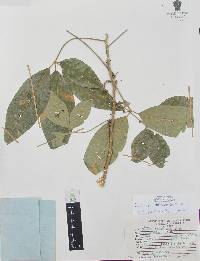 Casimiroa tetrameria image