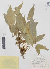 Casimiroa edulis image